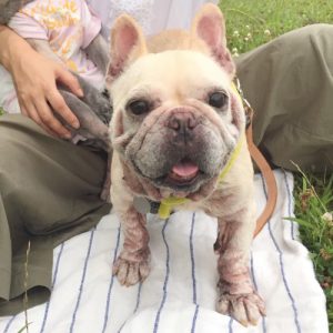【保護犬の種類と号数】フレンチブルドッグ♀・フー子76号【体重】8.5kg 【年齢】推定10歳前後【預かり先の都道府県】大阪府大阪市【去勢・避妊の有無】未【ワクチン