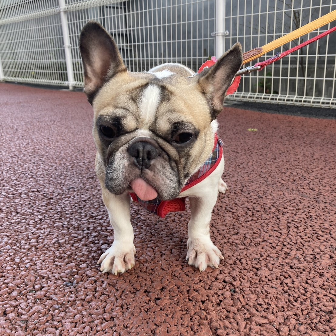 ふがふがれすきゅークラブ ふがれすは捨てられたり飼育放棄された犬 